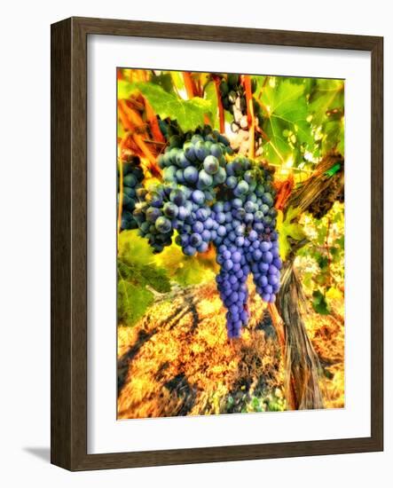 Crush at Teft Cellars in the Rattlesnake Hills in the Yakima Valley, Washington, Usa-Richard Duval-Framed Photographic Print