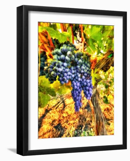 Crush at Teft Cellars in the Rattlesnake Hills in the Yakima Valley, Washington, Usa-Richard Duval-Framed Photographic Print