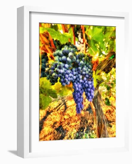 Crush at Teft Cellars in the Rattlesnake Hills in the Yakima Valley, Washington, Usa-Richard Duval-Framed Photographic Print