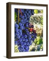 Crush at Teft Cellars in the Rattlesnake Hills, Yakima Valley, Washington, Usa-Richard Duval-Framed Photographic Print