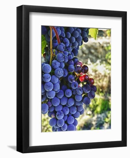 Crush at Teft Cellars in the Rattlesnake Hills, Yakima Valley, Washington, Usa-Richard Duval-Framed Photographic Print