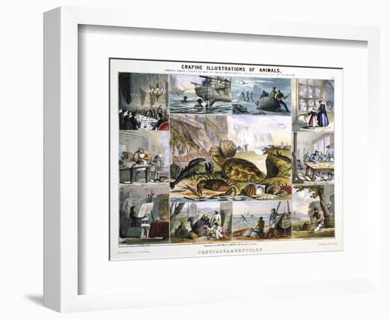 Crustacea and Reptiles, C1850-Robert Kent Thomas-Framed Giclee Print