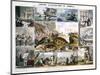 Crustacea and Reptiles, C1850-Robert Kent Thomas-Mounted Giclee Print