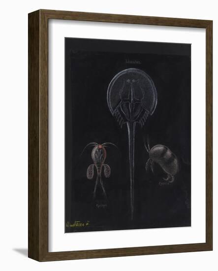 Crustacea-Philip Henry Gosse-Framed Giclee Print