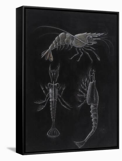 Crustacea-Philip Henry Gosse-Framed Stretched Canvas