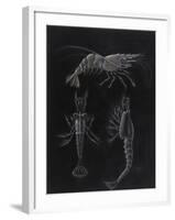 Crustacea-Philip Henry Gosse-Framed Giclee Print