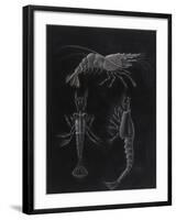 Crustacea-Philip Henry Gosse-Framed Giclee Print