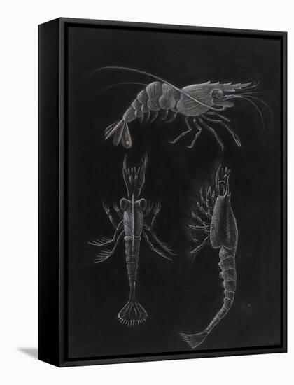 Crustacea-Philip Henry Gosse-Framed Stretched Canvas