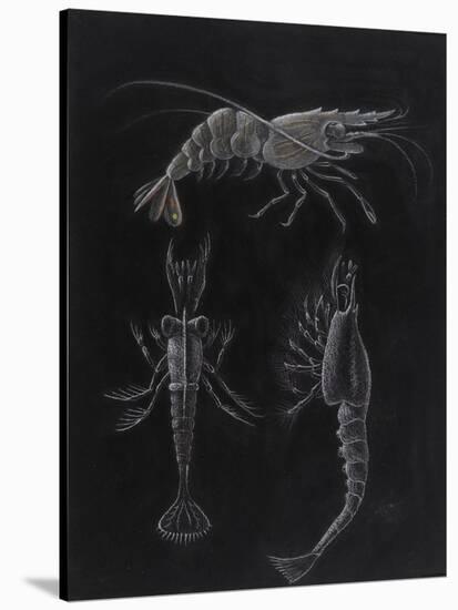 Crustacea-Philip Henry Gosse-Stretched Canvas