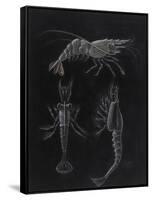 Crustacea-Philip Henry Gosse-Framed Stretched Canvas