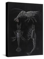 Crustacea-Philip Henry Gosse-Stretched Canvas