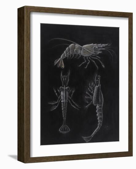 Crustacea-Philip Henry Gosse-Framed Giclee Print