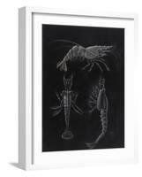 Crustacea-Philip Henry Gosse-Framed Giclee Print