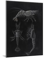 Crustacea-Philip Henry Gosse-Mounted Giclee Print