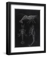 Crustacea-Philip Henry Gosse-Framed Premium Giclee Print