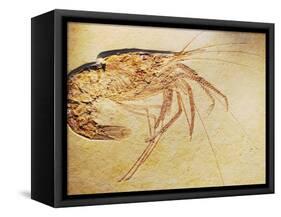 Crustacean Fossil from Solnhofen Limestone Formation-Naturfoto Honal-Framed Stretched Canvas
