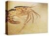 Crustacean Fossil from Solnhofen Limestone Formation-Naturfoto Honal-Stretched Canvas