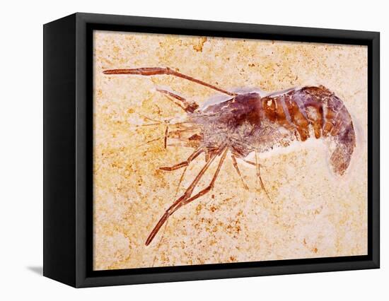 Crustacean Fossil from Solnhofen Limestone Formation-Naturfoto Honal-Framed Stretched Canvas