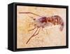 Crustacean Fossil from Solnhofen Limestone Formation-Naturfoto Honal-Framed Stretched Canvas