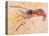 Crustacean Fossil from Solnhofen Limestone Formation-Naturfoto Honal-Stretched Canvas