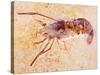 Crustacean Fossil from Solnhofen Limestone Formation-Naturfoto Honal-Stretched Canvas