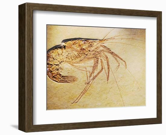 Crustacean Fossil from Solnhofen Limestone Formation-Naturfoto Honal-Framed Photographic Print