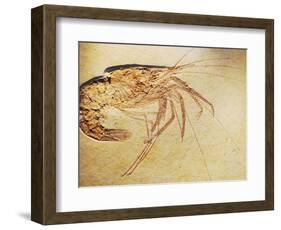 Crustacean Fossil from Solnhofen Limestone Formation-Naturfoto Honal-Framed Photographic Print