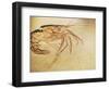 Crustacean Fossil from Solnhofen Limestone Formation-Naturfoto Honal-Framed Photographic Print