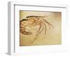 Crustacean Fossil from Solnhofen Limestone Formation-Naturfoto Honal-Framed Photographic Print