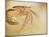 Crustacean Fossil from Solnhofen Limestone Formation-Naturfoto Honal-Mounted Photographic Print