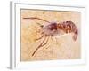 Crustacean Fossil from Solnhofen Limestone Formation-Naturfoto Honal-Framed Photographic Print