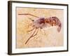 Crustacean Fossil from Solnhofen Limestone Formation-Naturfoto Honal-Framed Photographic Print