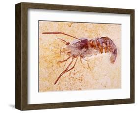 Crustacean Fossil from Solnhofen Limestone Formation-Naturfoto Honal-Framed Photographic Print