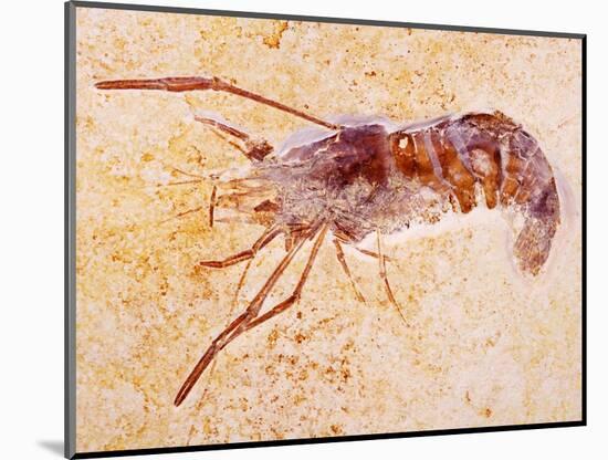 Crustacean Fossil from Solnhofen Limestone Formation-Naturfoto Honal-Mounted Photographic Print