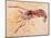 Crustacean Fossil from Solnhofen Limestone Formation-Naturfoto Honal-Mounted Photographic Print