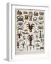 Crustacean Varieties-null-Framed Giclee Print