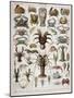 Crustacean Varieties-null-Mounted Giclee Print