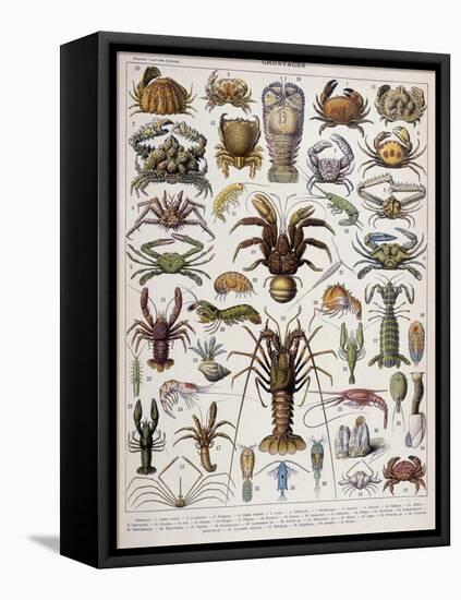 Crustacean Varieties-null-Framed Stretched Canvas