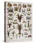 Crustacean Varieties-null-Stretched Canvas