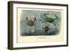 Crustaceans, 1863-79-Raimundo Petraroja-Framed Giclee Print