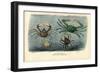 Crustaceans, 1863-79-Raimundo Petraroja-Framed Giclee Print