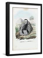 Crustaceans, 1863-79-Raimundo Petraroja-Framed Giclee Print