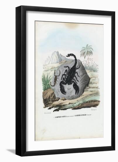 Crustaceans, 1863-79-Raimundo Petraroja-Framed Giclee Print