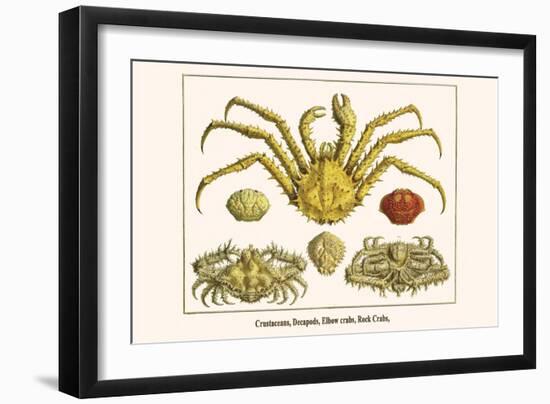 Crustaceans, Decapods, Elbow Crabs, Rock Crabs,-Albertus Seba-Framed Art Print