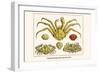 Crustaceans, Decapods, Elbow Crabs, Rock Crabs,-Albertus Seba-Framed Art Print