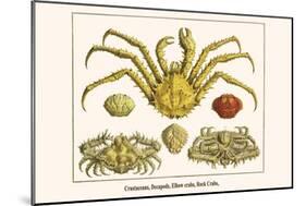 Crustaceans, Decapods, Elbow Crabs, Rock Crabs,-Albertus Seba-Mounted Art Print