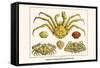 Crustaceans, Decapods, Elbow Crabs, Rock Crabs,-Albertus Seba-Framed Stretched Canvas