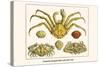 Crustaceans, Decapods, Elbow Crabs, Rock Crabs,-Albertus Seba-Stretched Canvas