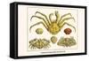 Crustaceans, Decapods, Elbow Crabs, Rock Crabs,-Albertus Seba-Framed Stretched Canvas