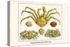 Crustaceans, Decapods, Elbow Crabs, Rock Crabs,-Albertus Seba-Stretched Canvas